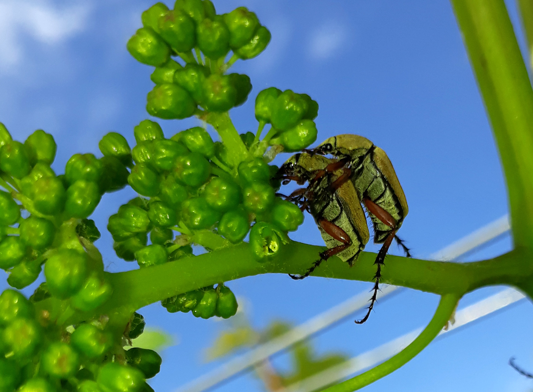 Rose chafers feeding on a cluster.